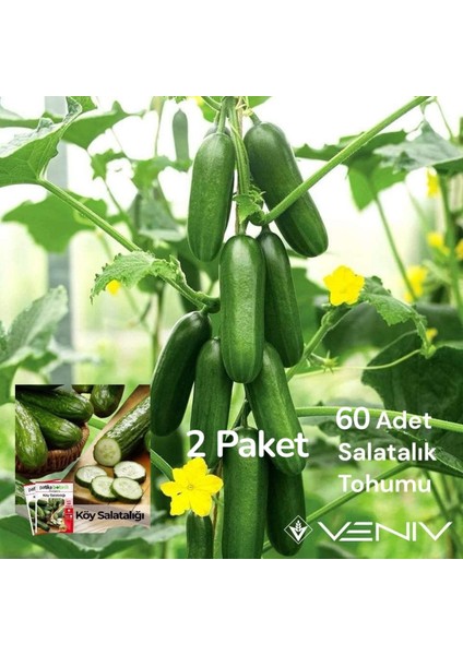60 Adet Köy Salatalık Tohumu- 2 Paket