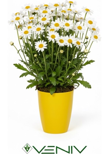 Dekoratif Saksı 2l + Hediye Orkide Yetiştirme Şeffaf Saksı