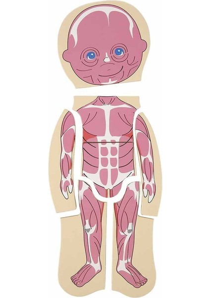 2917 Sun-Tahta Puzzle Insan Vücudu Kız Erkek Çocuk Oyuncak Eğitici Oyuncaklar