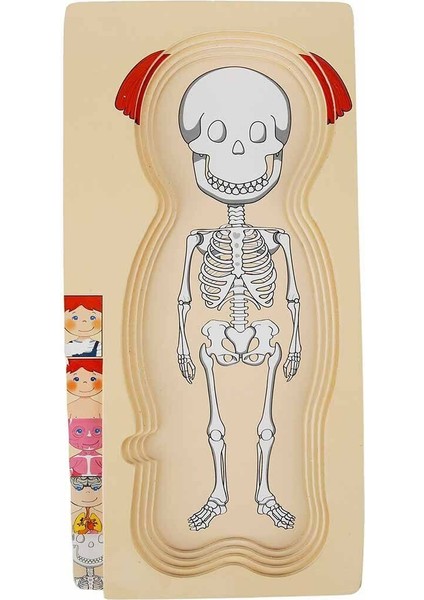 2917 Sun-Tahta Puzzle Insan Vücudu Kız Erkek Çocuk Oyuncak Eğitici Oyuncaklar fiyatları