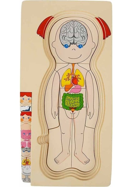2917 Sun-Tahta Puzzle Insan Vücudu Kız Erkek Çocuk Oyuncak Eğitici Oyuncaklar modelleri