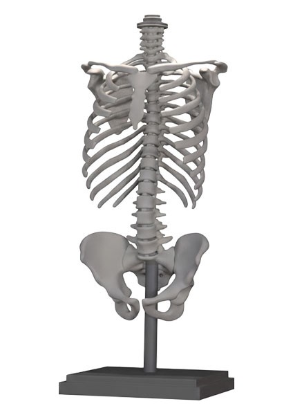 Noxira – Iskelet Formlu Dekoratif Lamba Gövdesi