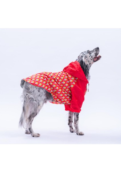Lisbon Sunset Kırmızı Gökkuşağı Desenli Büyük Irk Köpek Montu Köpek Yağmurluğu Köpek Kıyafeti Köpek Elbisesi modelleri