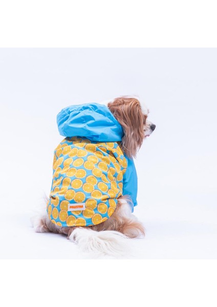 Nice Citrus Narenciye Desenli Köpek Mont Köpek Yağmurluk Köpek Kıyafeti Köpek Elbisesi fiyatları