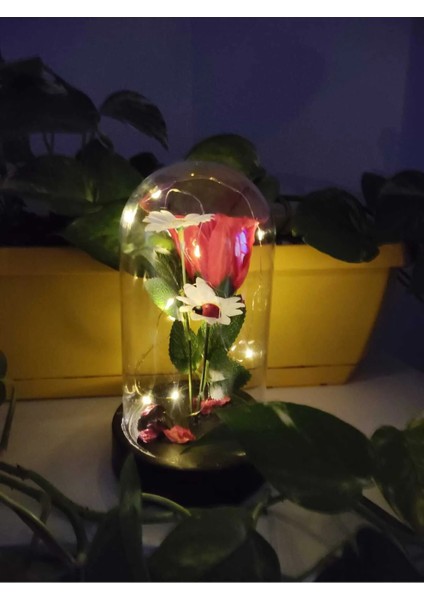 Ledli Papatya Gelincik Fanus Sevgiliye Romantik Hediyelik fiyatları