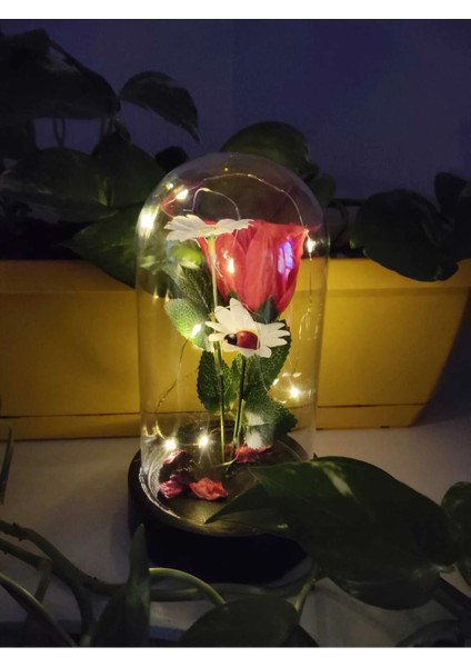 Ledli Papatya Gelincik Fanus Sevgiliye Romantik Hediyelik fırsatları