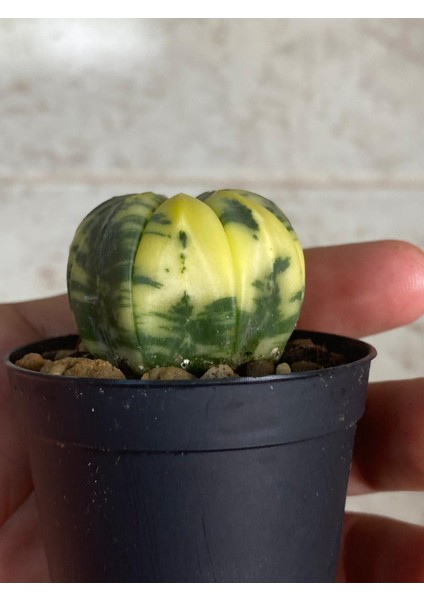 Astrophytum Asterias Variegated