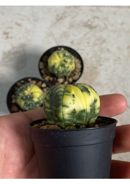 Astrophytum Asterias Variegated modelleri