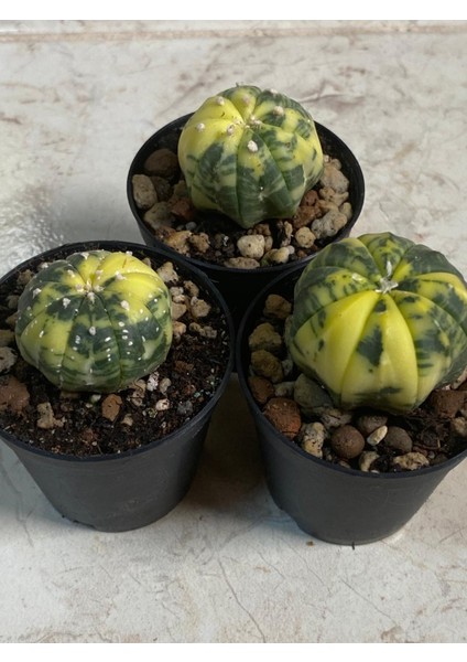 Astrophytum Asterias Variegated fırsatları