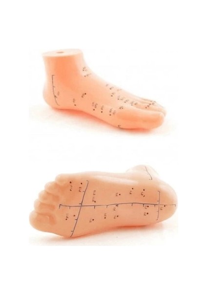 Ayak Akupunktur Bölgesi Maketi fiyatları