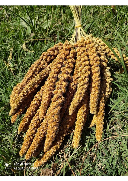 Doğal Dari Kuş Yemi 500 Gr