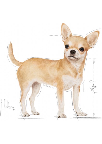 Chihuahua Yaş Köpek Maması 12 x 85g (Box)