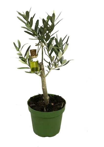 Olea Europaea (Zeytin Fidanı)