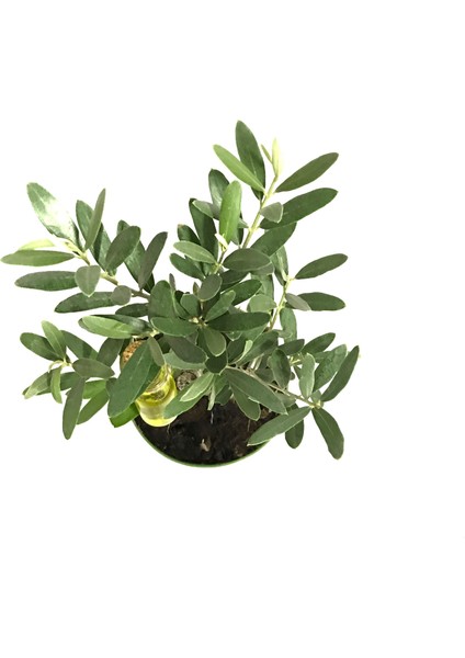 Olea Europaea (Zeytin Fidanı) fiyatları