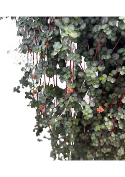 Pilea Glauca fiyatları