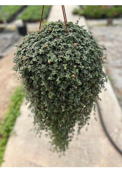 Pilea Glauca modelleri