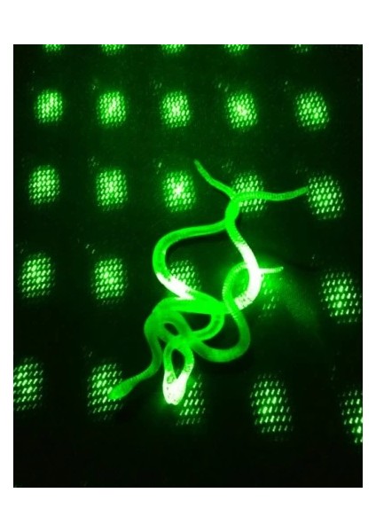 Şaka Yılan ve Kırkayak Karışık 36 Adet fırsatları