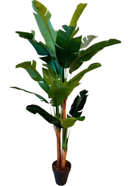 Yapay Muz 3 Gövdeli 200 cm Dekoratif Modern Ağaç fiyatları