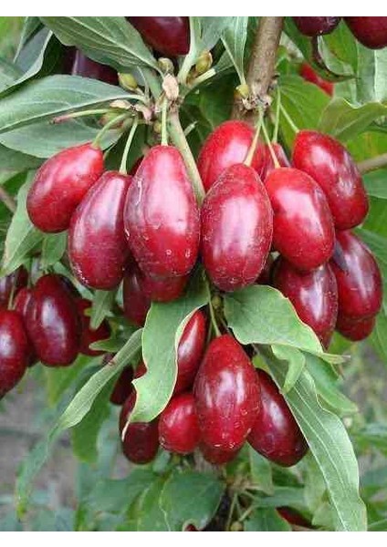 Kızılcık Pekmezi 850 gr fiyatları