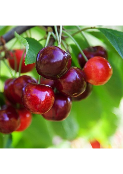 Ziraat 900 Kiraz Fidanı 3 Adet Tüplü 100-150 cm fiyatları