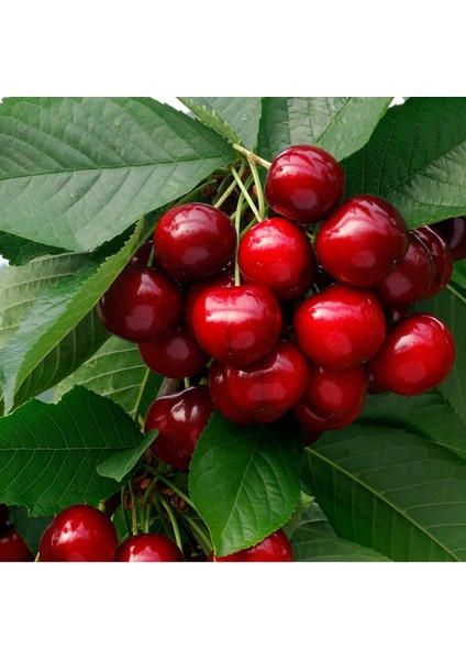 Ziraat 900 Kiraz Fidanı 3 Adet Tüplü 100-150 cm modelleri