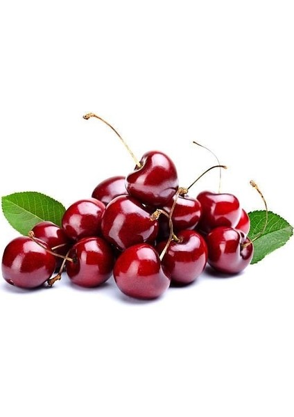 Ziraat 900 Kiraz Fidanı 3 Adet Tüplü 100-150 cm fırsatları