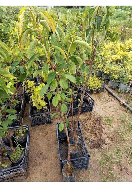 Ziraat 900 Kiraz Fidanı 3 Adet Tüplü 100-150 cm