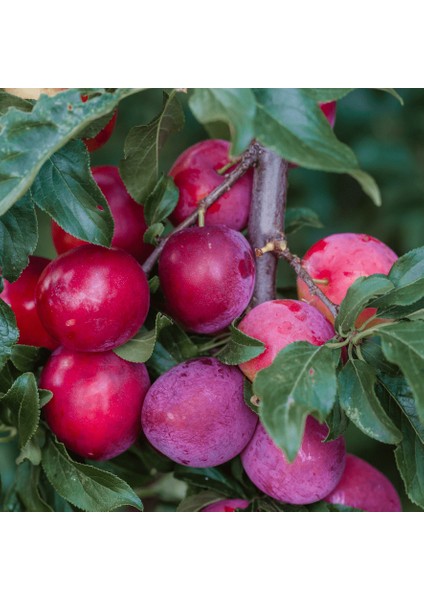 6 Yaş Kırmızı Süs Eriği Fidanı