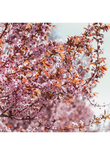 6 Yaş Kırmızı Süs Eriği Fidanı fiyatları