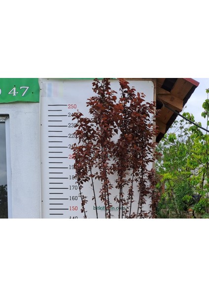 6 Yaş Kırmızı Süs Eriği Fidanı modelleri