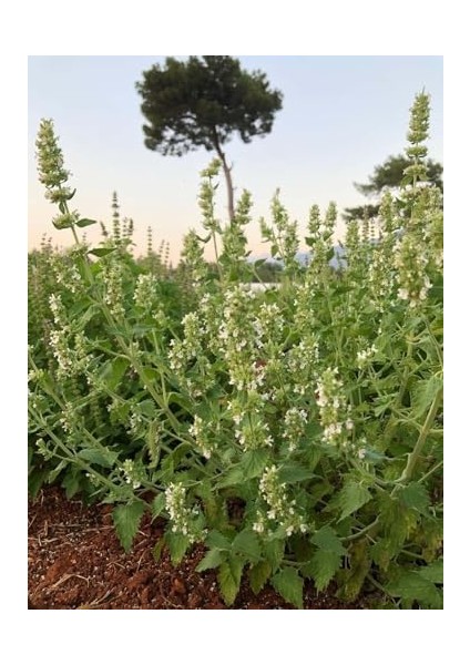 Catnip (Kedi Nanesi) Nepeta x Cataria 50 gr | Bahçeden | Haven Herbs & Blends |