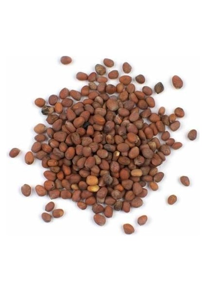 Turp Tohumu Kırmızı 100 gr