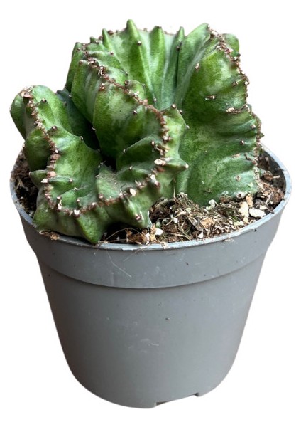 Euphorbia Lactea 'Cristata Green' (Kaktüs)