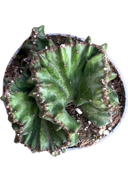Euphorbia Lactea 'Cristata Green' (Kaktüs) fiyatları