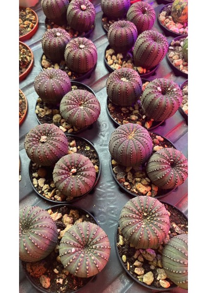 Frailea Castanea Kaktüs 2 Ürün Birden