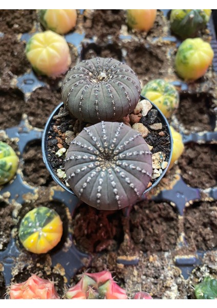 Frailea Castanea Kaktüs 2 Ürün Birden fiyatları