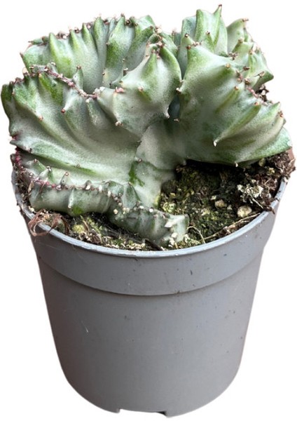 Euphorbia Lactea 'Cristata' (Kaktüs)