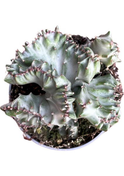 Euphorbia Lactea 'Cristata' (Kaktüs) fiyatları