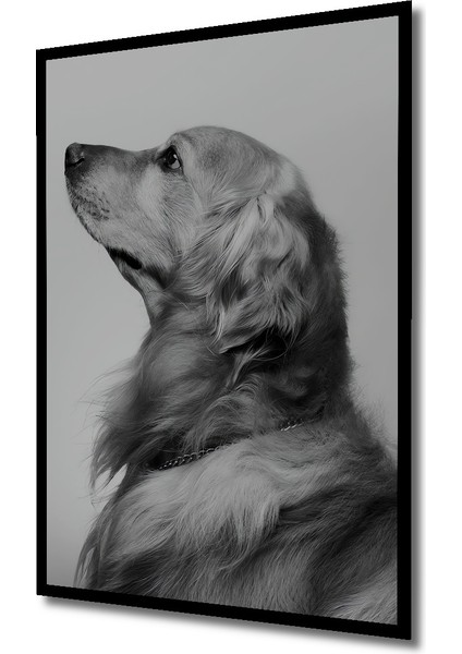 Çerçeve Görünümlü Altın Renkli Retriever Dekoratif Ahşap Mdf Tablo Dikdörtgen Tablo fiyatları