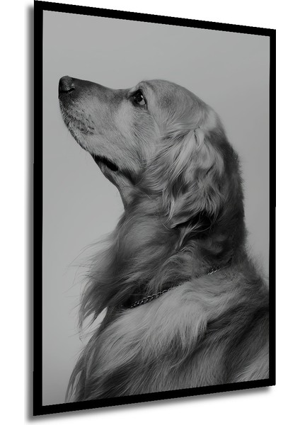 Çerçeve Görünümlü Altın Renkli Retriever Dekoratif Ahşap Mdf Tablo Dikdörtgen Tablo modelleri