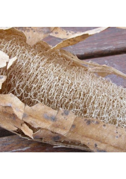 Doğal Kabak Lifi fırsatları