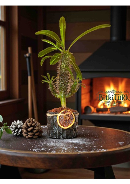 Beton Saksıda Ithal Madagaskar Palmiyesi 30/40CM Lav Taşları ve Portakal Dilimi Dekorlu