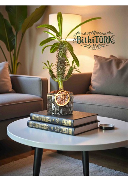 Beton Saksıda Ithal Madagaskar Palmiyesi 30/40CM Lav Taşları ve Portakal Dilimi Dekorlu fiyatları