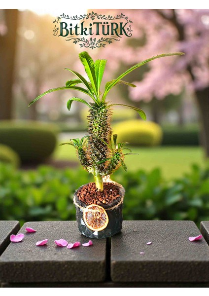 Beton Saksıda Ithal Madagaskar Palmiyesi 30/40CM Lav Taşları ve Portakal Dilimi Dekorlu modelleri