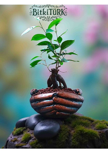 Avuç Beton Saksıda Ithal Ficus Bonsai Lav Taşları ve Portakal Dilimi Dekorlu