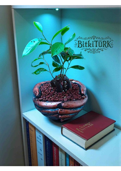 Avuç Beton Saksıda Ithal Ficus Bonsai Lav Taşları ve Portakal Dilimi Dekorlu fiyatları