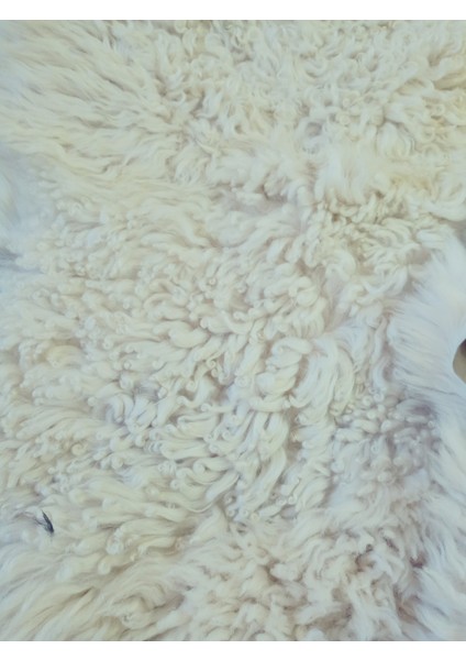 Gerçek Koyun Postundan Toskana Uzun Tüylü, Kalın Tok Duran Rengarenk Halı Seccade