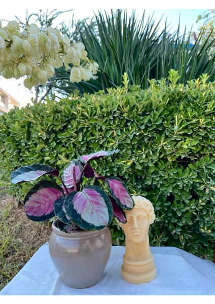 Neva Saksı- Dekoratif Seramik Bej Saksı fiyatları