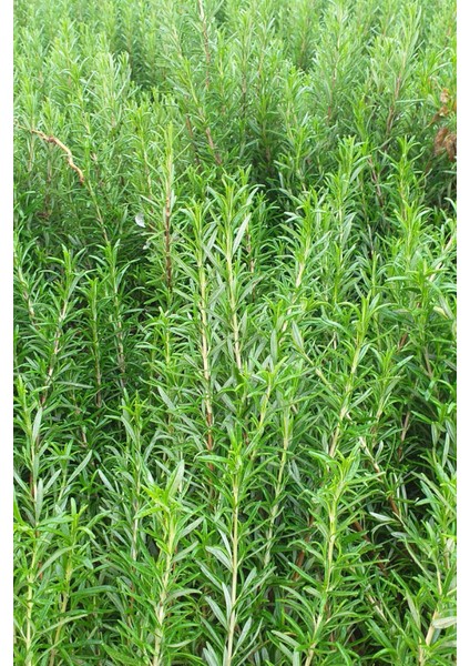 50 Adet Biberiye Fidesi fırsatları