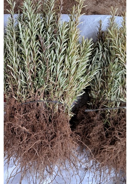 50 Adet Biberiye Fidesi indirimleri